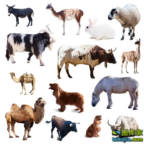 農(nóng)業(yè)種植技術(shù)與動物攝影 家禽家畜的生物世界