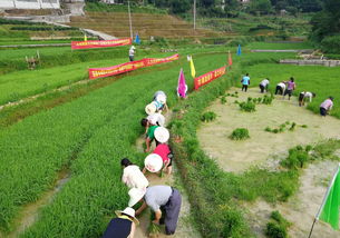 黨建引領(lǐng) 發(fā)展產(chǎn)業(yè)促脫貧 農(nóng)業(yè)種植技術(shù)開發(fā)的路徑與實(shí)踐