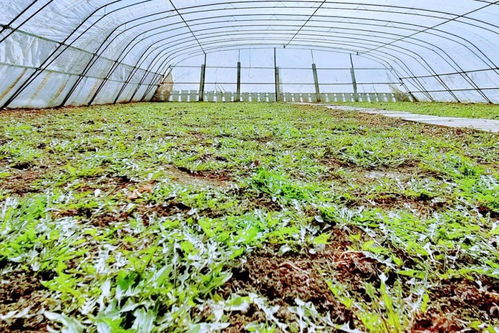 長勝村水稻育苗大棚的新生機(jī) 蒲公英種植助農(nóng)增收與農(nóng)業(yè)技術(shù)開發(fā)