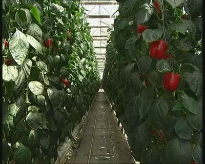 《首都經濟報道》 甜椒工廠產量翻番，北京蔬菜工廠化生產實現新突破