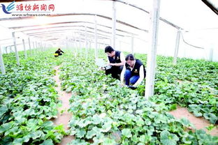 科技賦能，種植先行 以現代農業技術開發助推鄉村振興