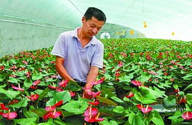 科技賦能特色農(nóng)業(yè) 技術(shù)開(kāi)發(fā)助力農(nóng)民增收致富