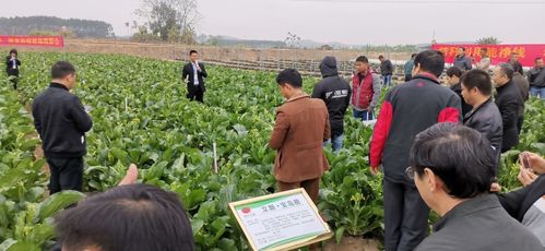 2019優(yōu)質(zhì)果蔬酵素種養(yǎng)殖觀摩會(huì) 綠色農(nóng)業(yè)新成果亮相南寧現(xiàn)代新農(nóng)業(yè)基地