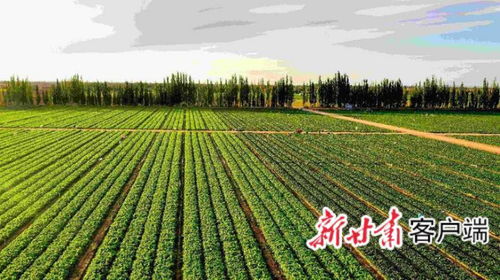 金昌 寒旱種植 規(guī)模興農(nóng)